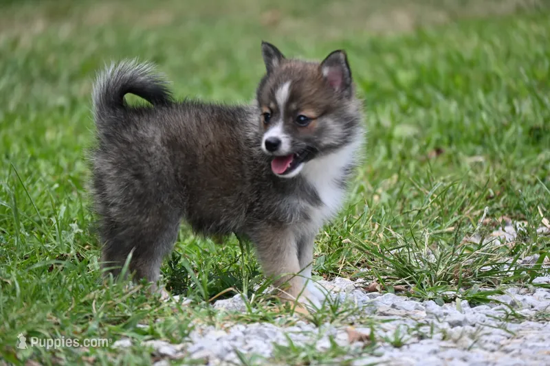MIcro Tiny Gray Sable Wolf Mask / Registered / Pedigree – Pomeranian puppy for sale in Kansas City, MO