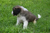 Purebred St Bernard Registered / Pedigree Calmly Male, a male Saint Bernard for sale in Kansas City, MO – 8 of 9