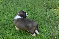 Lassie Purebred St Bernard Registered / Pedigree female , a female Saint Bernard for sale in Kansas City, MO – 7 of 10