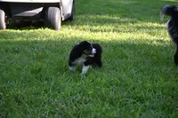 Tri Male Brutus, a male Australian Shepherd for sale in Kansas City, MO – 6 of 8