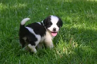 Simon Purebred St Bernard Registered / Pedigree Male, a male Saint Bernard for sale in Kansas City, MO – 7 of 10