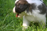 Simon Purebred St Bernard Registered / Pedigree Male, a male Saint Bernard for sale in Kansas City, MO – 10 of 10