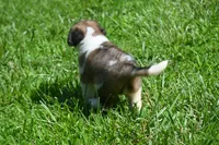Bigly Purebred St Bernard Registered / Pedigree male , a male Saint Bernard for sale in Kansas City, MO – 2 of 8