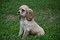 Blonde Beauty Cocker Male Pedgiree Registered Ready to go home. , a male Cocker Spaniel for sale in Kansas City, MO – 6 of 8