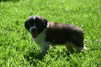 Female Purebred St Bernard Registered / Pedigree Female Cherrilyn, a female Saint Bernard for sale in Kansas City, MO – 10 of 10