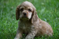 Cocker Spaniel Buff / Registered / Pedigree / Beautiful Pup!, a male Cocker Spaniel for sale in Kansas City, MO – 3 of 5