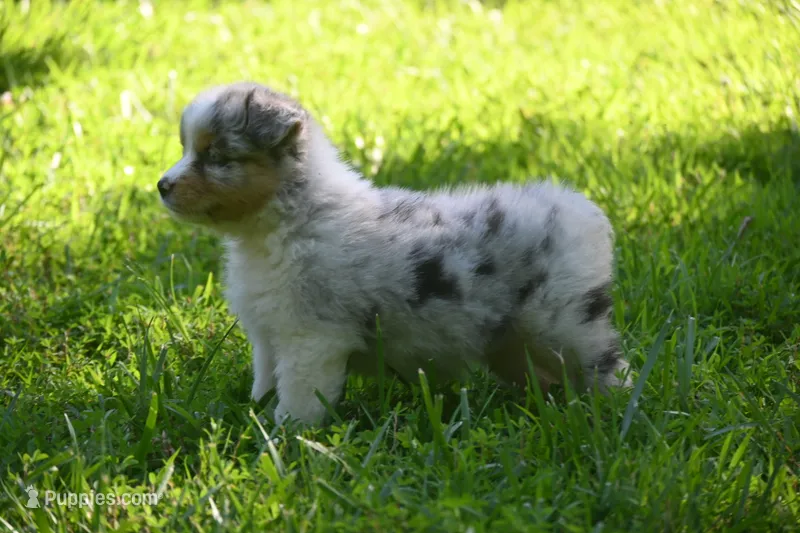 Blue Merle Female Ellyse Blue Eyes – Australian Shepherd puppy for sale in Kansas City, MO