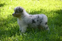 Blue Merle Female Ellyse Blue Eyes, a female Australian Shepherd for sale in Kansas City, MO – 1 of 10