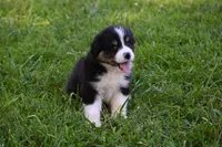 Tri Male Brutus, a male Australian Shepherd for sale in Kansas City, MO – 7 of 8