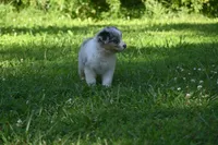 Blue Merle Female Ellyse Blue Eyes, a female Australian Shepherd for sale in Kansas City, MO – 3 of 10