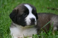 Purebred St Bernard Registered / Pedigree Calmly Male, a male Saint Bernard for sale in Kansas City, MO – 6 of 9