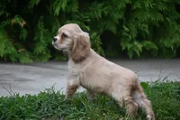 Blonde Beauty Cocker Male Pedgiree Registered Ready to go home. , a male Cocker Spaniel for sale in Kansas City, MO – 5 of 8