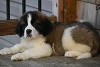 Blair 4942 F Avail w or w/o registration , a female Saint Bernard for sale in Kansas City, MO – Photo 5 of 10