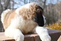 Blair 4942 F Avail w or w/o registration , a female Saint Bernard for sale in Kansas City, MO – Photo 8 of 10