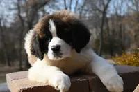 Blair 4942 F Avail w or w/o registration , a female Saint Bernard for sale in Kansas City, MO – Photo 1 of 10