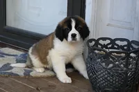Blair 4942 F Avail w or w/o registration , a female Saint Bernard for sale in Kansas City, MO – Photo 3 of 10