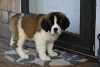 Blair 4942 F Avail w or w/o registration , a female Saint Bernard for sale in Kansas City, MO – Photo 7 of 10