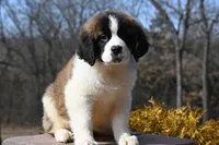 Blair 4942 F Avail w or w/o registration , a female Saint Bernard for sale in Kansas City, MO – Photo 2 of 10