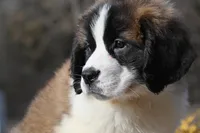 Blair 4942 F Avail w or w/o registration , a female Saint Bernard for sale in Kansas City, MO – Photo 9 of 10