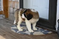 Blair 4942 F Avail w or w/o registration , a female Saint Bernard for sale in Kansas City, MO – Photo 10 of 10