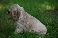 Blonde Beauty Cocker Male Pedgiree Registered Ready to go home. , a male Cocker Spaniel for sale in Kansas City, MO – 3 of 8