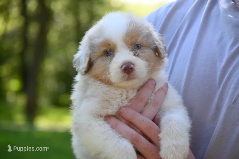 Red Merle Male John Wayne Blue Eyes – Australian Shepherd puppy for sale in Kansas City, MO