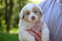 Red Merle Male John Wayne Blue Eyes, a male Australian Shepherd for sale in Kansas City, MO – 1 of 10