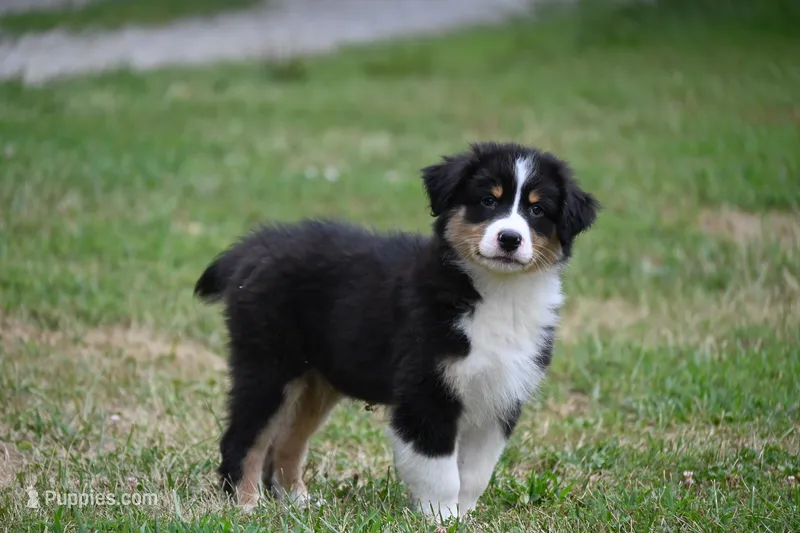 Tri Male Brutus – Australian Shepherd puppy on hold in Kansas City, MO