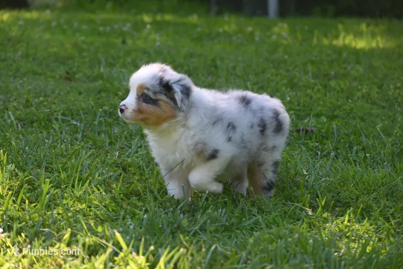 Blue Merle Female Sophie Blue Eyes – Australian Shepherd puppy for sale in Kansas City, MO