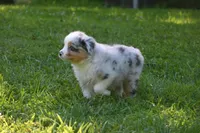 Blue Merle Female Sophie Blue Eyes, a female Australian Shepherd for sale in Kansas City, MO – 1 of 10