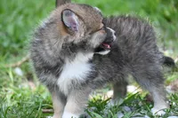 MIcro Tiny Gray Sable Wolf Mask / Registered / Pedigree, a female Pomeranian for sale in Kansas City, MO – 9 of 10