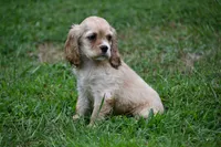 Blonde Beauty Cocker Male Pedgiree Registered Ready to go home. , a male Cocker Spaniel for sale in Kansas City, MO – 7 of 8