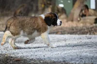 Boone  4941 M Avail w or w/o registration , a female Saint Bernard for sale in Kansas City, MO – Photo 8 of 10