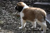 Boone  4941 M Avail w or w/o registration , a female Saint Bernard for sale in Kansas City, MO – Photo 10 of 10
