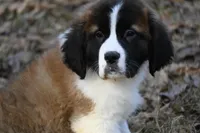 Boone  4941 M Avail w or w/o registration , a female Saint Bernard for sale in Kansas City, MO – Photo 1 of 10