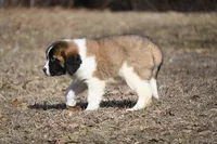 Boone  4941 M Avail w or w/o registration , a female Saint Bernard for sale in Kansas City, MO – Photo 5 of 10
