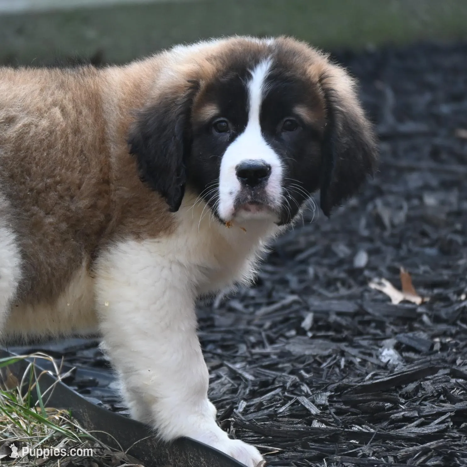 Boone  4941 M Avail w or w/o registration , a female Saint Bernard for sale in Kansas City, MO – Photo 7 of 10