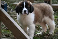 Boone  4941 M Avail w or w/o registration , a female Saint Bernard for sale in Kansas City, MO – Photo 6 of 10