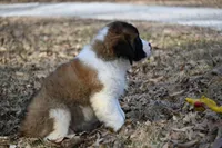 Boone  4941 M Avail w or w/o registration , a female Saint Bernard for sale in Kansas City, MO – Photo 9 of 10