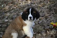 Boone  4941 M Avail w or w/o registration , a female Saint Bernard for sale in Kansas City, MO – Photo 4 of 10