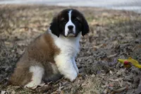Boone  4941 M Avail w or w/o registration , a female Saint Bernard for sale in Kansas City, MO – Photo 3 of 10