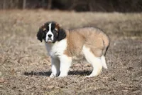 Boone  4941 M Avail w or w/o registration , a female Saint Bernard for sale in Kansas City, MO – Photo 2 of 10