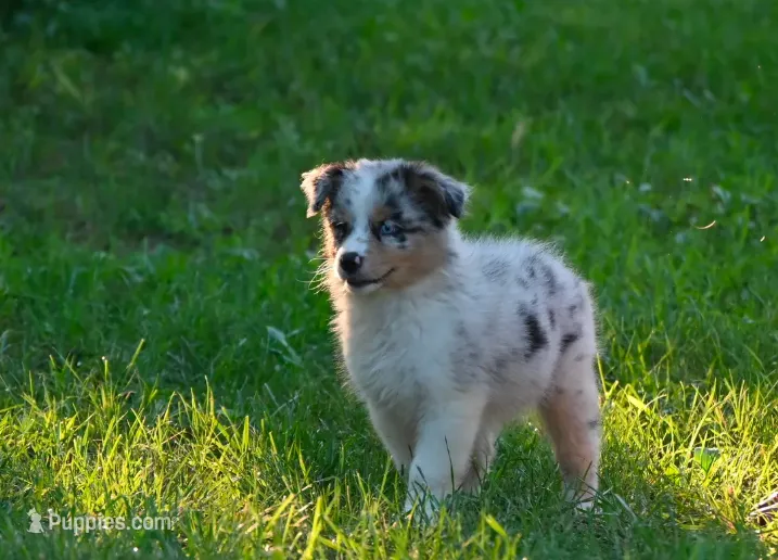 Blue Merle Female Ellyse Blue Eyes – Australian Shepherd puppy for sale in Kansas City, MO