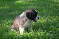 Lassie Purebred St Bernard Registered / Pedigree female , a female Saint Bernard for sale in Kansas City, MO – 8 of 10