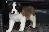 Baxter 4954 M Avail w or w/o registration , a male Saint Bernard for sale in Kansas City, MO – Photo 8 of 10