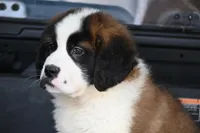 Baxter 4954 M Avail w or w/o registration , a male Saint Bernard for sale in Kansas City, MO – Photo 4 of 10