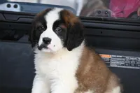 Baxter 4954 M Avail w or w/o registration , a male Saint Bernard for sale in Kansas City, MO – Photo 2 of 10