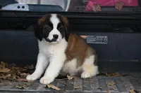 Baxter 4954 M Avail w or w/o registration , a male Saint Bernard for sale in Kansas City, MO – Photo 1 of 10