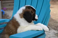 Baxter 4954 M Avail w or w/o registration , a male Saint Bernard for sale in Kansas City, MO – Photo 10 of 10