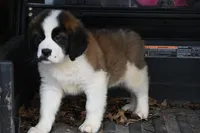 Baxter 4954 M Avail w or w/o registration , a male Saint Bernard for sale in Kansas City, MO – Photo 6 of 10